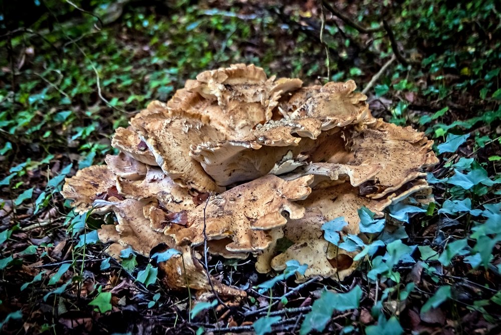 BloodLikeRain's tweet photo. Anyone know the name of this monster ?
#NaturePhotography #nature #natureismychurch #naturelovers  #outdoorphotography #forest #landscapephotography #againstthemodernworld #mushrooms #shrooms #fungi https://t.co/MKfCXtOhDn
