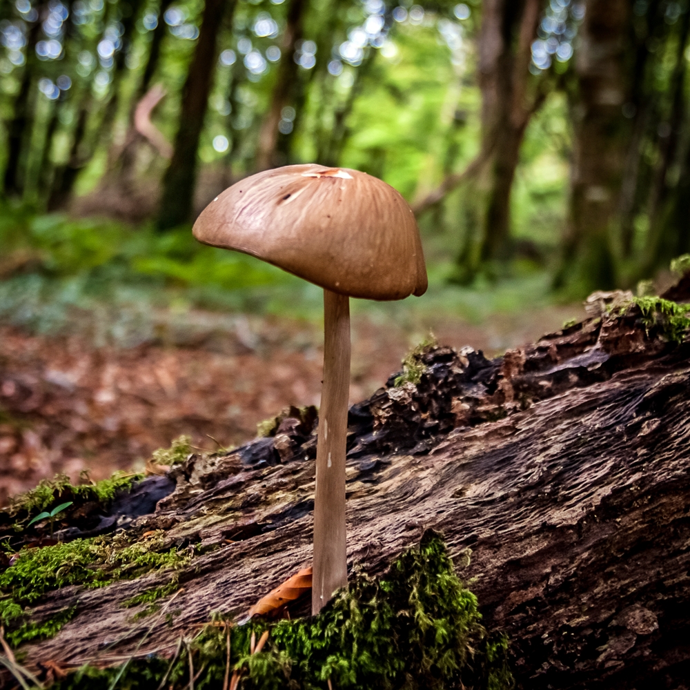 BloodLikeRain's tweet photo. Autumn in the woods.

#NaturePhotography #nature #natureismychurch #naturelovers  #outdoorphotography #forest #landscapephotography #againstthemodernworld #mushrooms #shrooms #fungi https://t.co/NpZaefV3FB