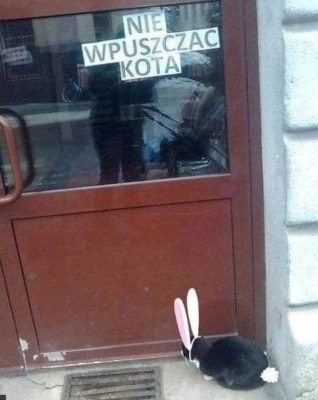ale to zając