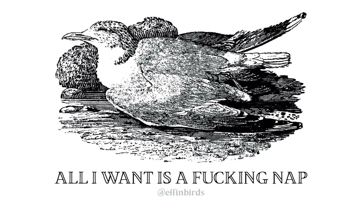 EffinBirds's tweet photo. https://t.co/CKZMWRooGb
