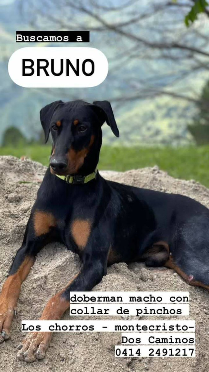 PerroUsuario's tweet photo. Ayúdanos a conseguir a Bruno, porfa mándenlo a sus contactos que vivan por la zona! 
Mil mil gracias.
Contacto 0414-2491217 https://t.co/FkTOkrpp1Z