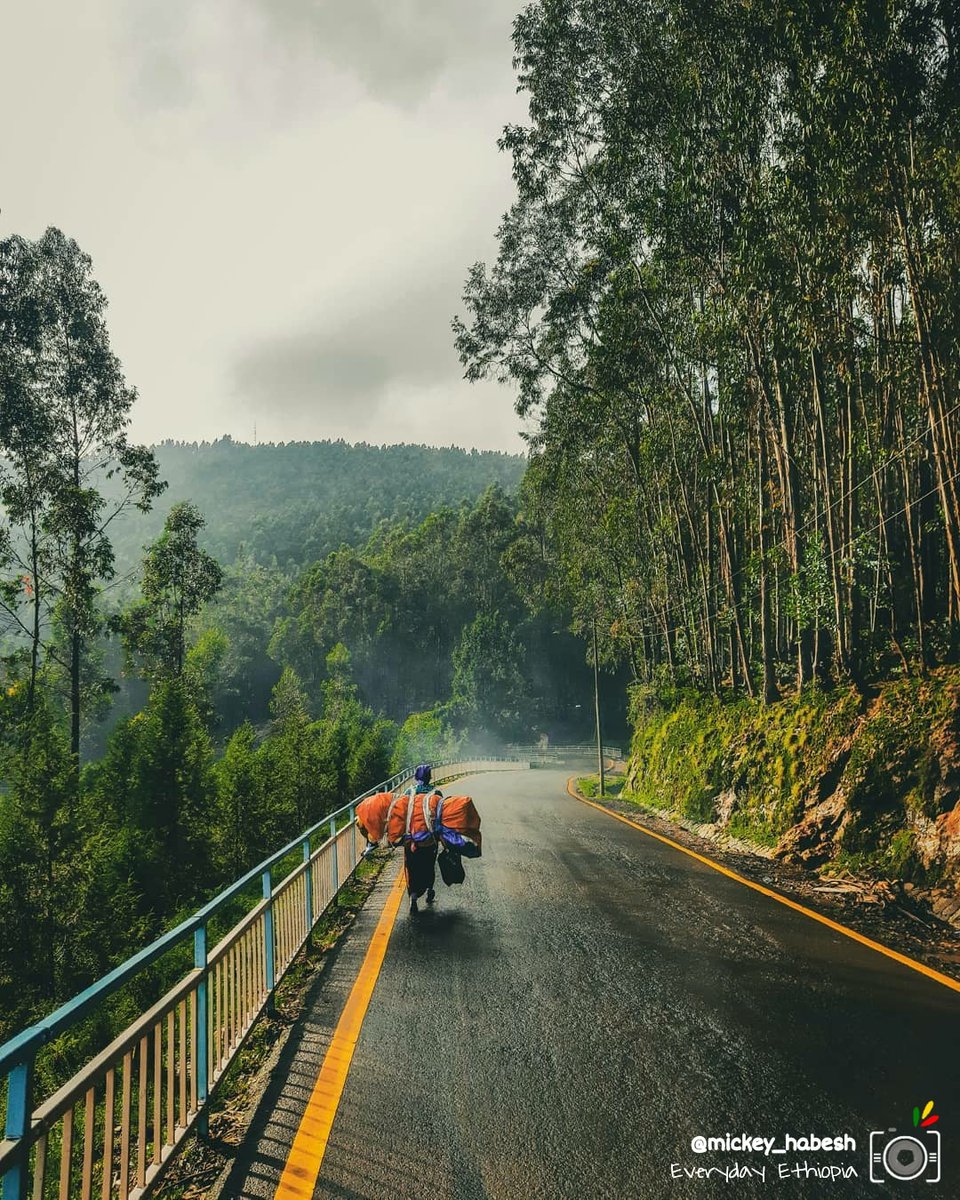 🛣️ 𝘉𝘦𝘵𝘸𝘦𝘦𝘯 𝘵𝘩𝘦 🅦🅞🅞🅓🅢🚶🏾‍♀️🌳🌳
 •  አ ዲ ስ  አ በ ባ •  #Streets 📸
 #AddisAbaba || #Ethiopia 🇪🇹 
 °°° 

Follow ➡️ <a href="/EverydayEthio/">Everyday Ethiopia 💚💛❤</a> ⬅️ 💯 
#photooftheday #EverydayEthiopia #forest (Credits: @mickey_habesh)