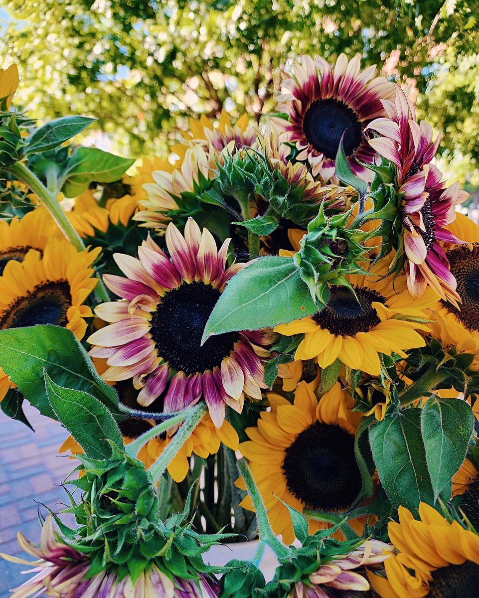 DallasFarmer's tweet photo. Gotta love the weekends. 😌✨ #dallasfarmersmarket #mydtd https://t.co/DYKrwRH2C2