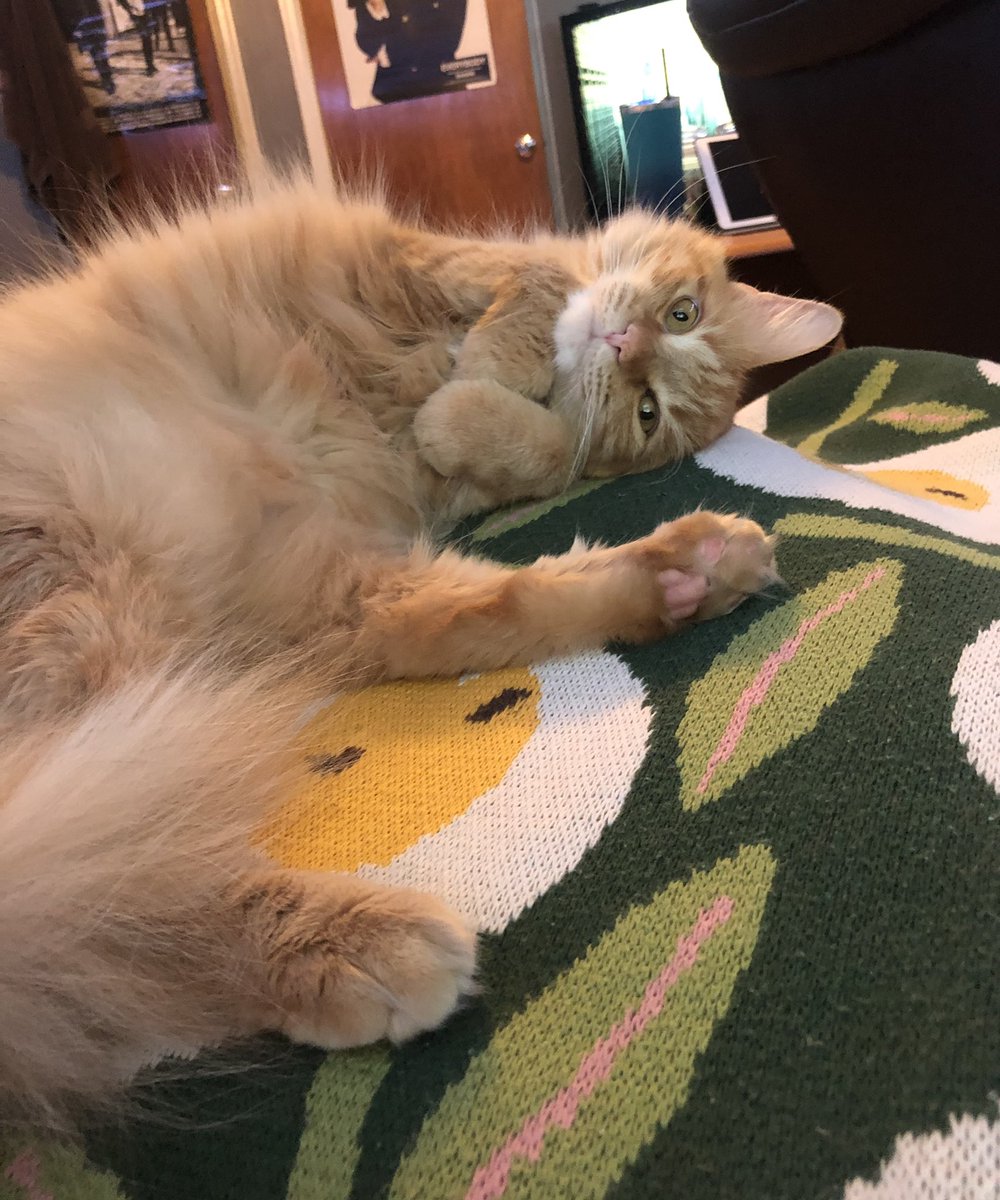 nessiebink's tweet photo. Stinky Boy is 4 years old today, everybody say HBD Phoenix https://t.co/sy9xwgyimA