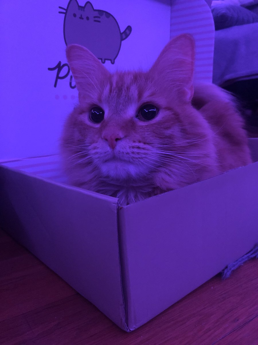 nessiebink's tweet photo. Stinky Boy is 4 years old today, everybody say HBD Phoenix https://t.co/sy9xwgyimA