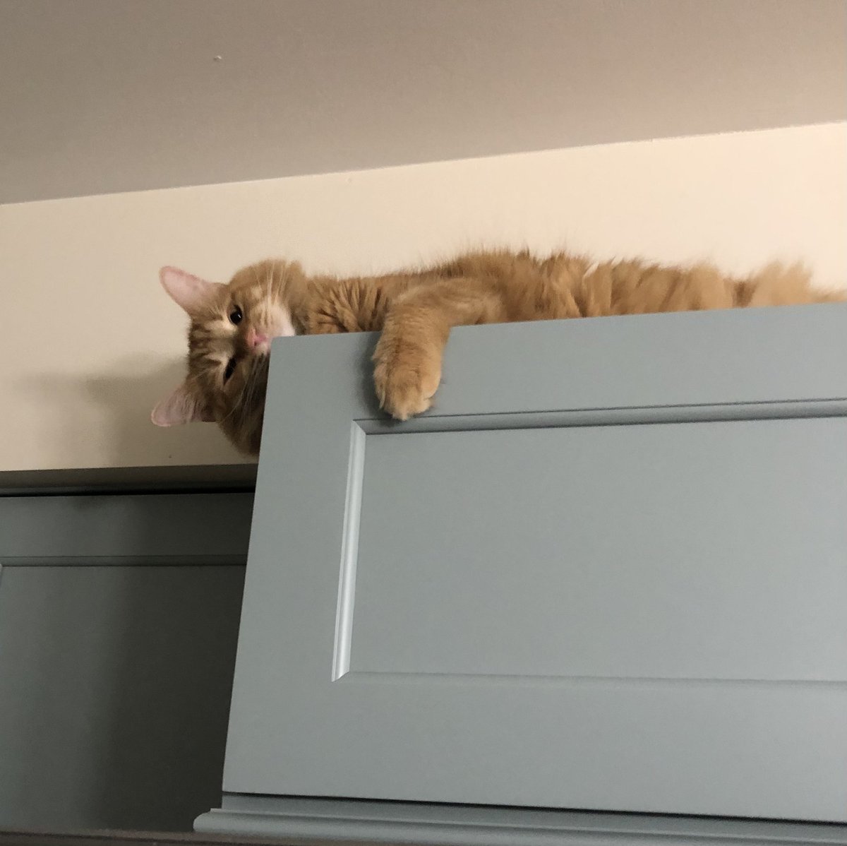 nessiebink's tweet photo. Stinky Boy is 4 years old today, everybody say HBD Phoenix https://t.co/sy9xwgyimA