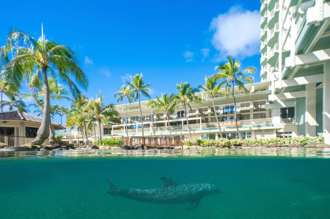 KahalaResort's tweet photo. Our favorite residents are waiting to meet you at DolphinQuest. Spend the day as a dolphin trainer, interacting with these fascinating animals that are both lovable and remarkably intelligent. Reserve your experience today! https://t.co/4m9mKjb5vm #dolphinquest #atthekahala https://t.co/BYRHbxv2kj