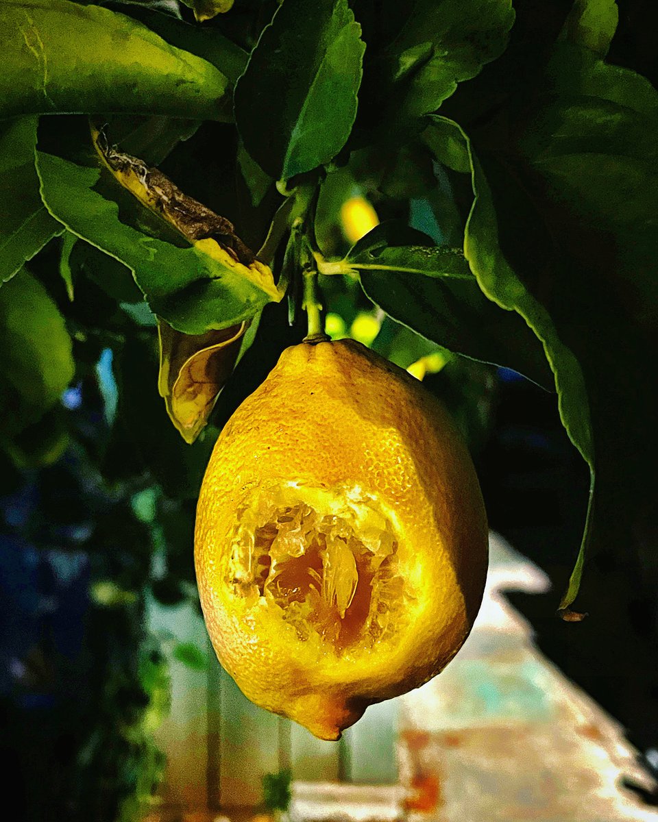 SpyBrunch's tweet photo. 🍋 … if you know, you know
Tonight is SOLD OUT, but there’s still a couple spots for closing tomorrow 🍓Join us before the portal shuts up tight! https://t.co/T3m9YFS2hE
#DragonShow #FinalWeekend #lastchance #latheatre #immersiveexperience #whenlifegivesyoulemons🍋 https://t.co/YJHA96AjXv