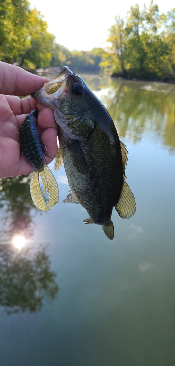 CHZHE4D's tweet photo. Big and small @StrikeKingLures Rage Bug catches em all #RAGEBUG #IOWAFISHING https://t.co/v6WBsndGiw