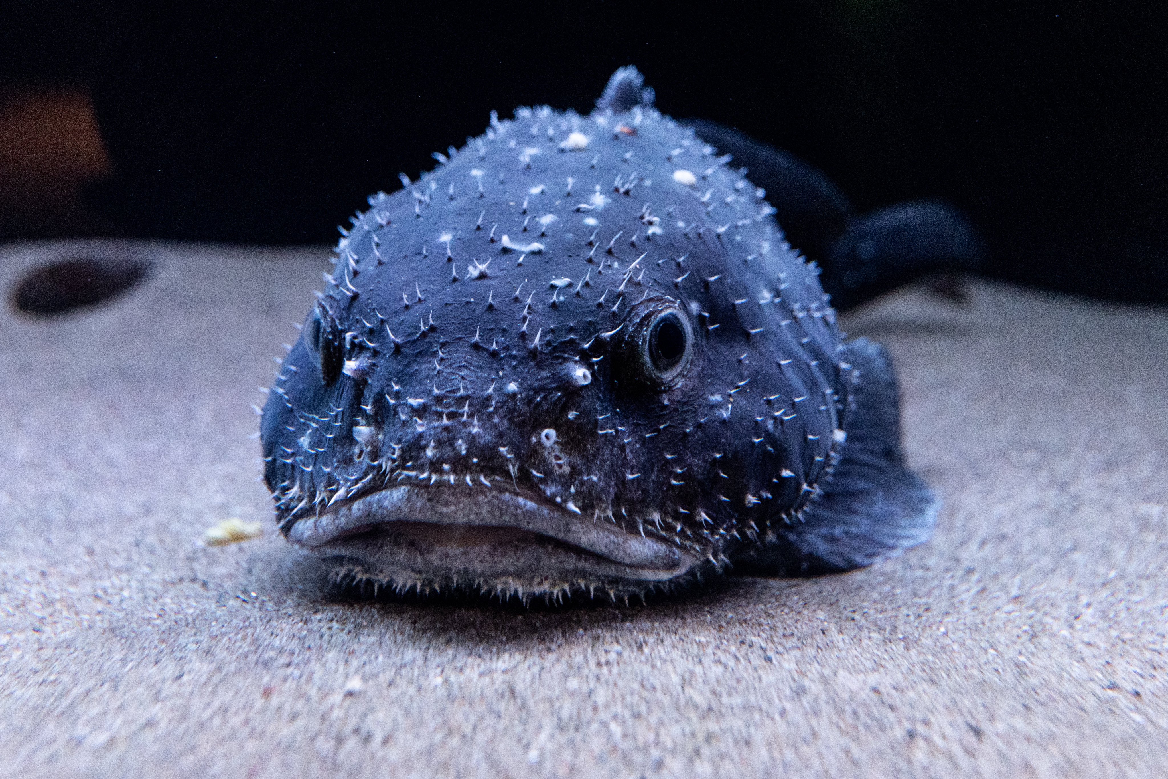 ニュウドウカジカ｜生き物紹介｜アクアマリンふくしま