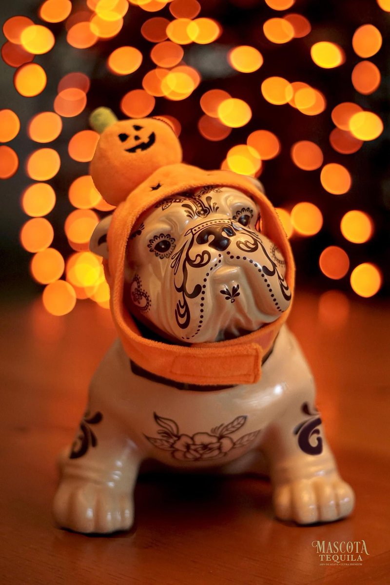 Hello, October! 🧡 So many things to look forward to, falling leaves, chunky sweaters, hot chocolate, football, warm socks, cozy nights at home with fur babies, Halloween, &amp; plenty of Mascota Tequila!🥃🐾 #inspiredbylove 🧡🐾 #mascotatequila #mascota #animaladoption #tequila
