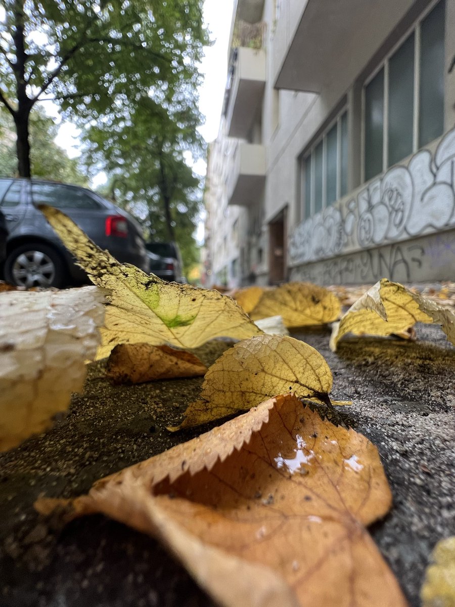 Eine Bitte: wenn ihr Euch dazu entscheidet, Pflanzen in der Stadt zu halten, dann räumt bitte auch deren DRECK weg. Ich brauche jetzt 10x so lange ins Büro!!! Überall liegt das Zeug hier rum. 🤯