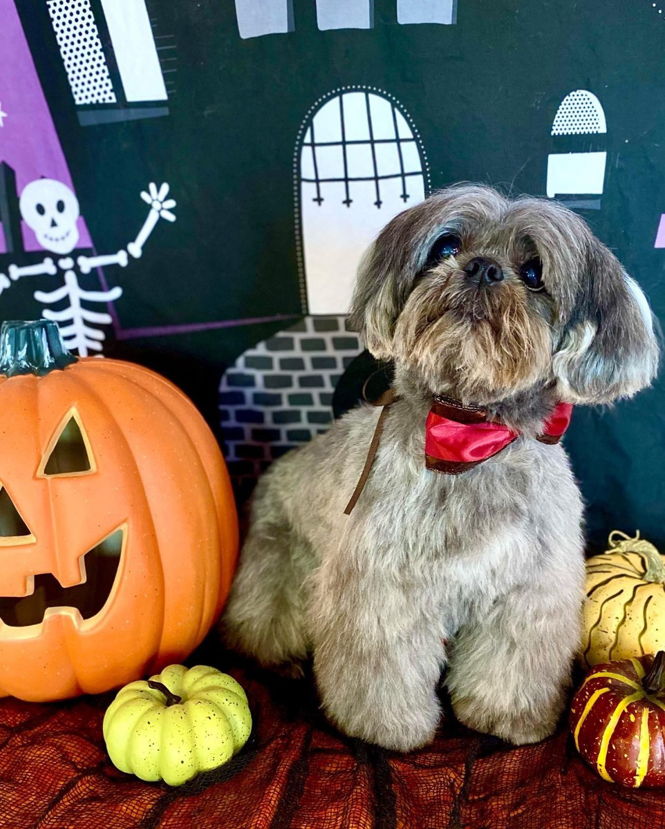 metropetwash's tweet image. Spooky season is here but these pups are too cute to spook! Get a selfie with your dog next time you come in, with our new decorations! #metroanimalpetwash #spookypups #spookyseason