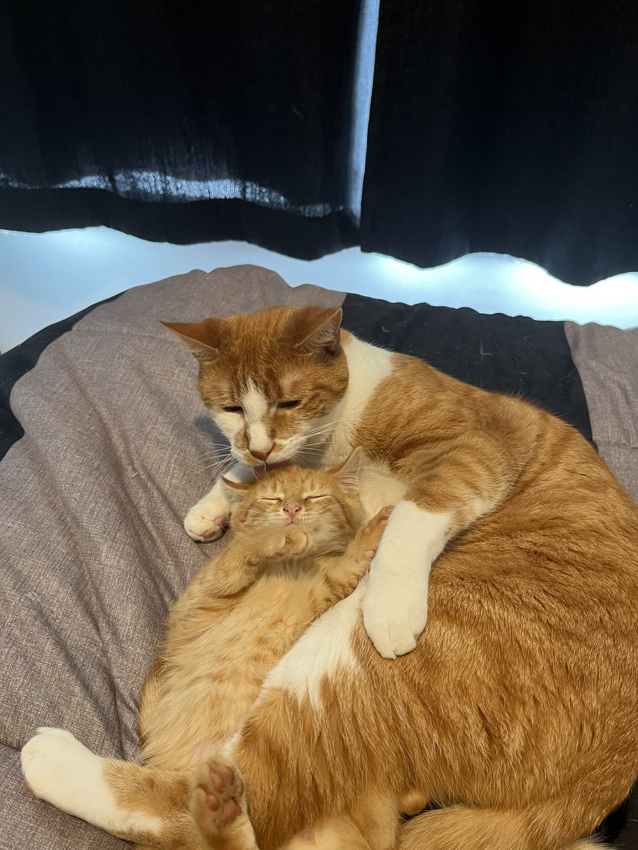 Peeps and Obi (@PeepsTheKat) / Posts / X