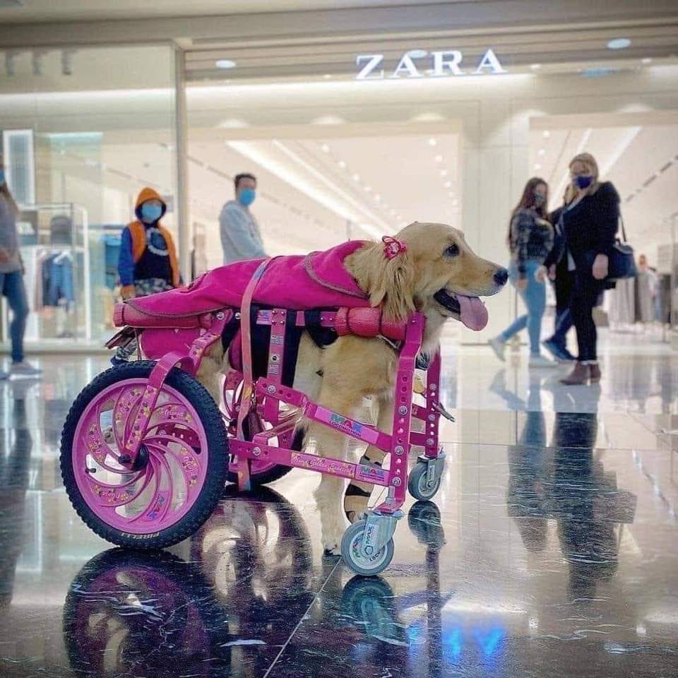 thehappydog_'s tweet photo. You are a perfect detail in this world, my sweet pie 🥹🥰😘❣️ https://t.co/wMbkGUBq5S