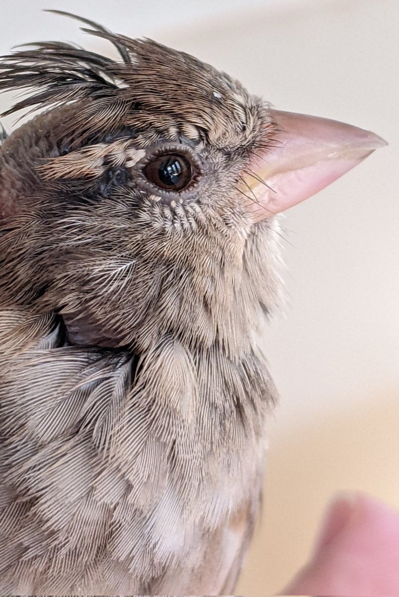 The most gorgeous bird nugget in the world ❤️🐦