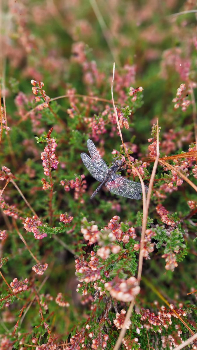 marygmacleod's tweet photo. 1st of October in the Hebrides #outerhebrides #visithebrides #nature #Heather #Autumn https://t.co/CuiUkKbQf1