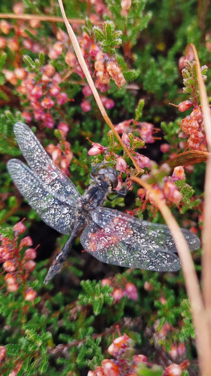marygmacleod's tweet photo. 1st of October in the Hebrides #outerhebrides #visithebrides #nature #Heather #Autumn https://t.co/CuiUkKbQf1