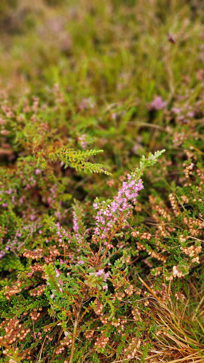 marygmacleod's tweet photo. 1st of October in the Hebrides #outerhebrides #visithebrides #nature #Heather #Autumn https://t.co/CuiUkKbQf1