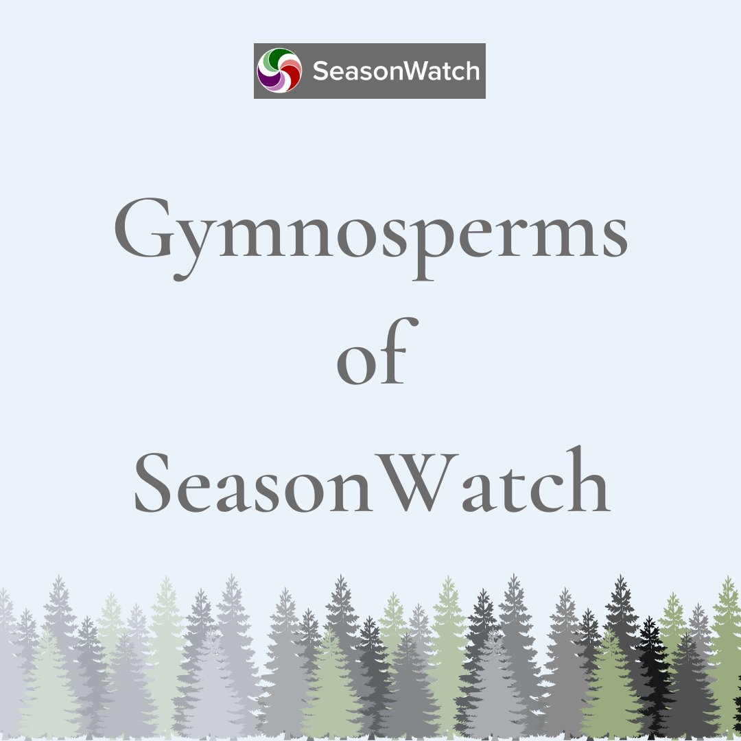 seasonwatch_in's tweet photo. #SundayMorning
It's a #species sunday with SeasonWatch as we introduce the Gymnosperm species newly added to our #tree list. Let's begin with what are #gymnosperms
#climate #CitizenScience #Himalayas #flora #diversity #indiantrees https://t.co/aRubFPMdIJ
