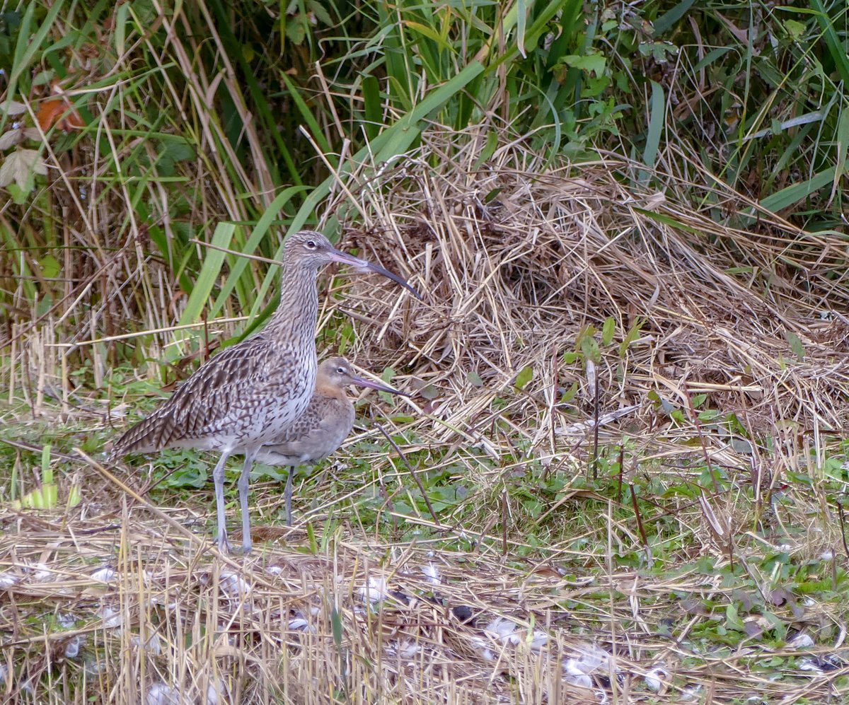 Steve Robinson tweet media