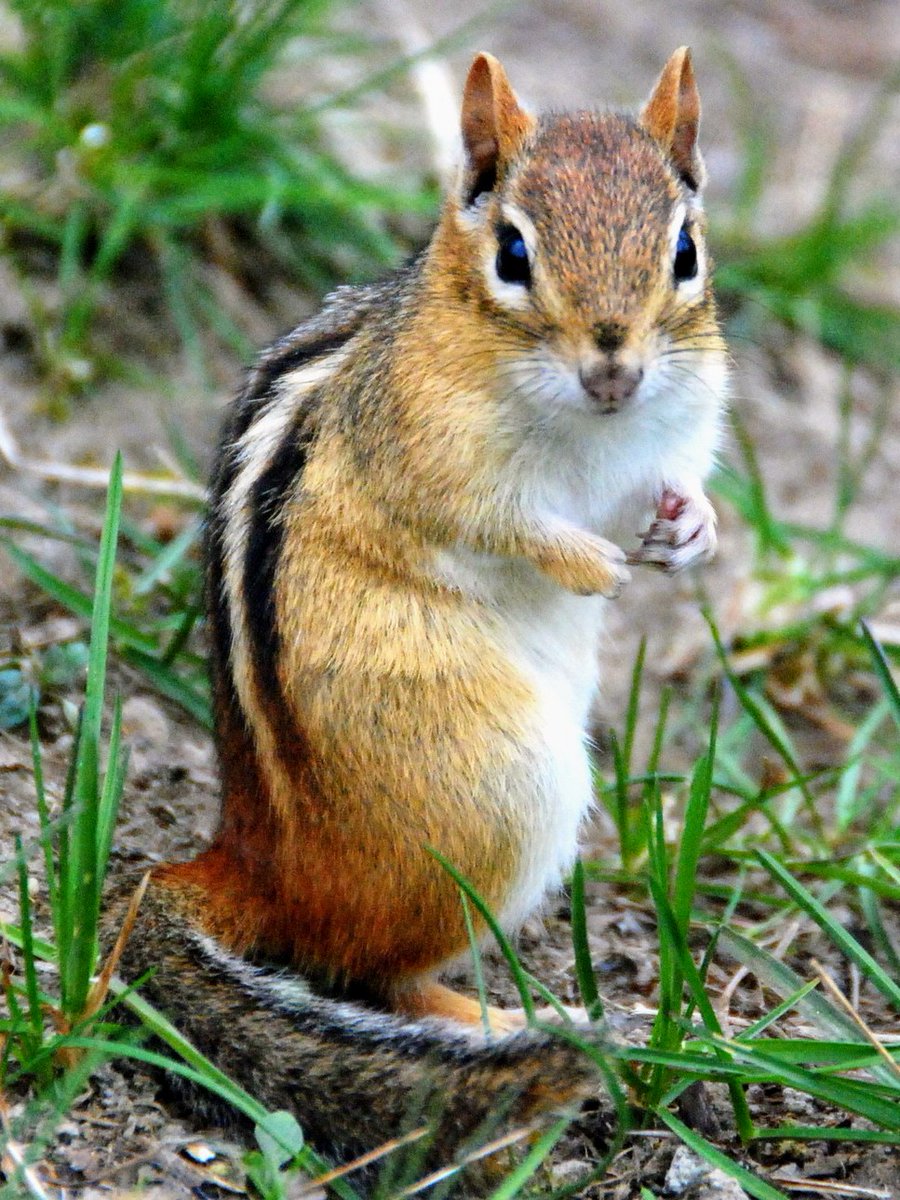 bestnomoj's tweet photo. 🌎 Stria ĉipmunko ( Tamias striatus ) #Nordamerikajbestoj | #Esperanto #bestnomoj #bestoj https://t.co/GfzA0FUKPa