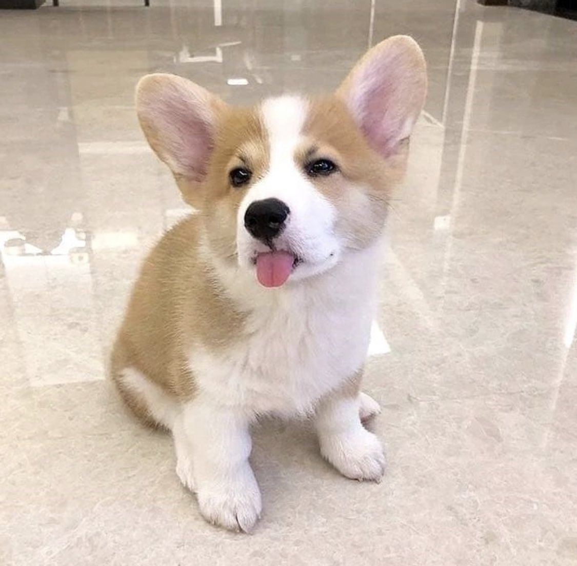 minpup64 tweet picture