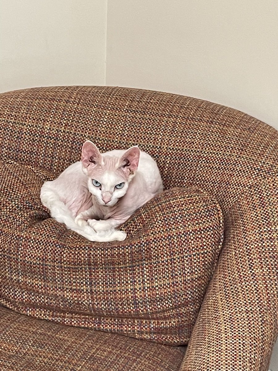 Tom_MooneyFL's tweet photo. #Caturday Shmaturday.  Carry on. https://t.co/bevZd8lOH3