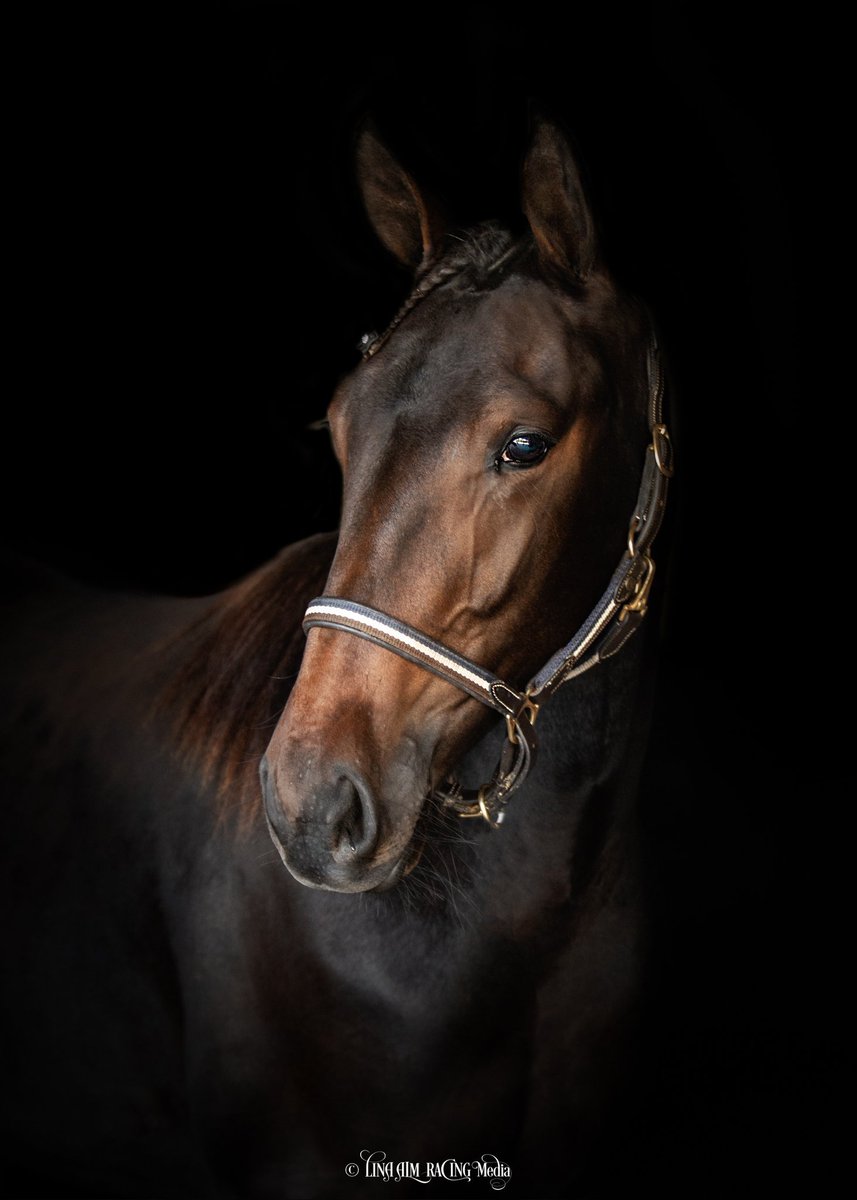 StallRhyme's tweet photo. ⭐BAMBOLA RHYME⭐ säljer vi på torsdag på Åby yearling sale!
Nursery Rhyme - Googoo Gaagaa 
Film kommer snart

📸 @linaalm1 https://t.co/O31k0sE48V