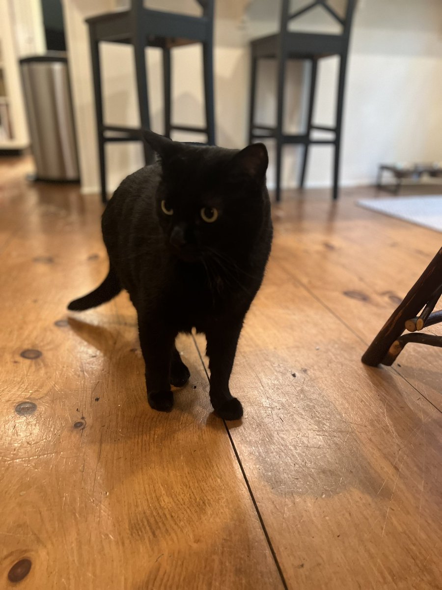MarcoTheCat16's tweet photo. It’s #Caturday! #cute #CatsOfTwitter #voidcat https://t.co/CuhQgidNQo