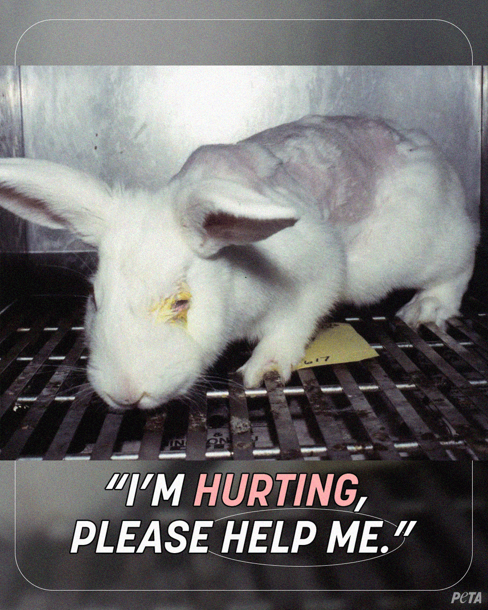 No makeup, personal care, or cleaning product is worth their pain 💔 Use our Beauty Without Bunnies database to easily find products that aren’t tested on animals ➡️ peta.vg/3i3p