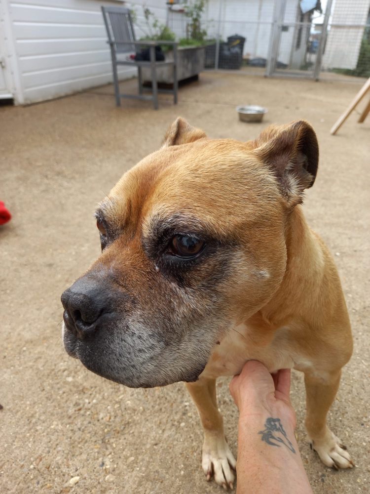 Please retweet little staffie x  Suzi - ❤️As much as possible alldogsmatter.co.uk/dogs/suzi-2/ found as a stray and predominately blind &amp;deaf our hearts cry for her 🥲🥰🐾