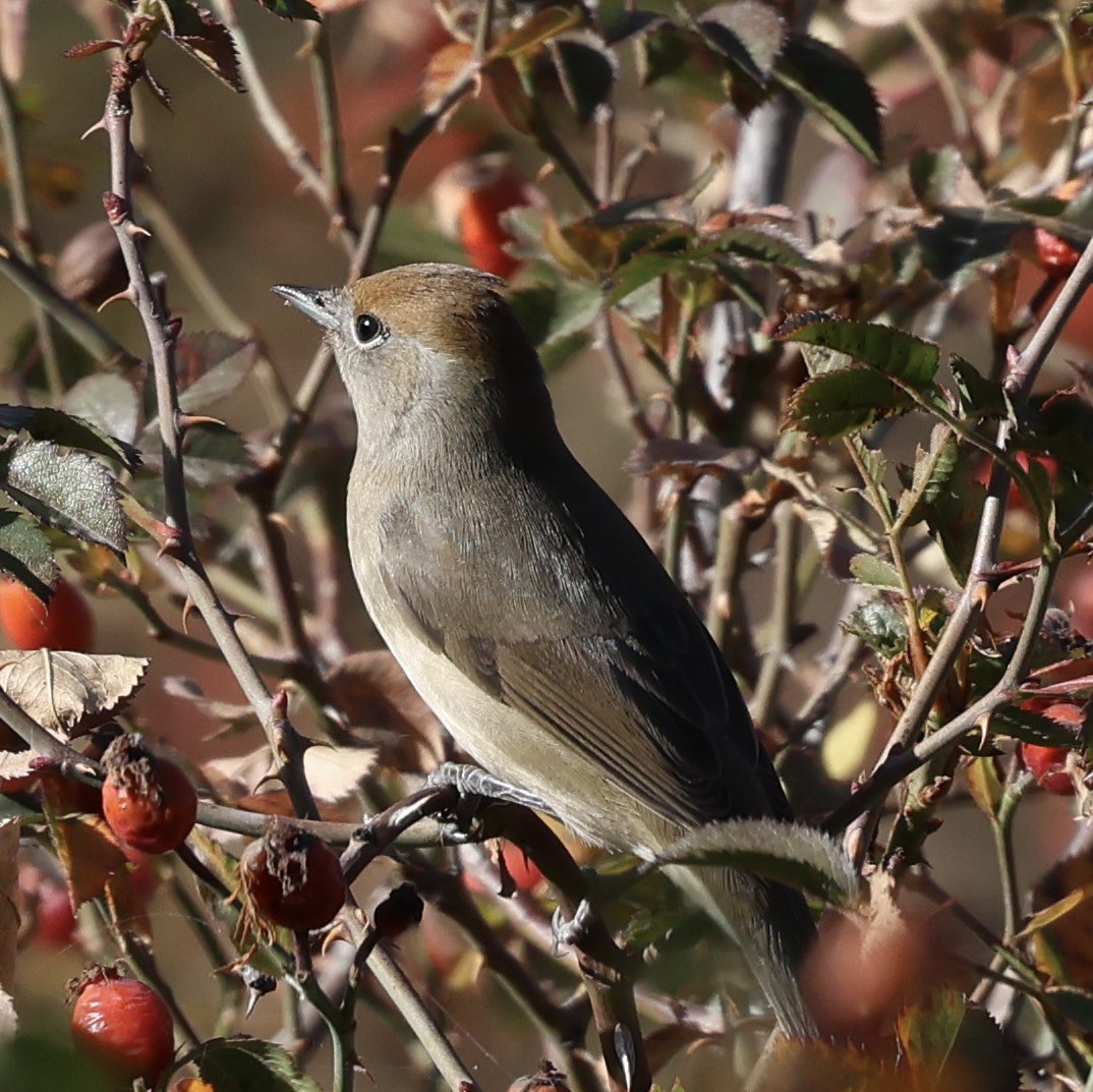 #hangitür #karabaşlıötleğen #blackcap