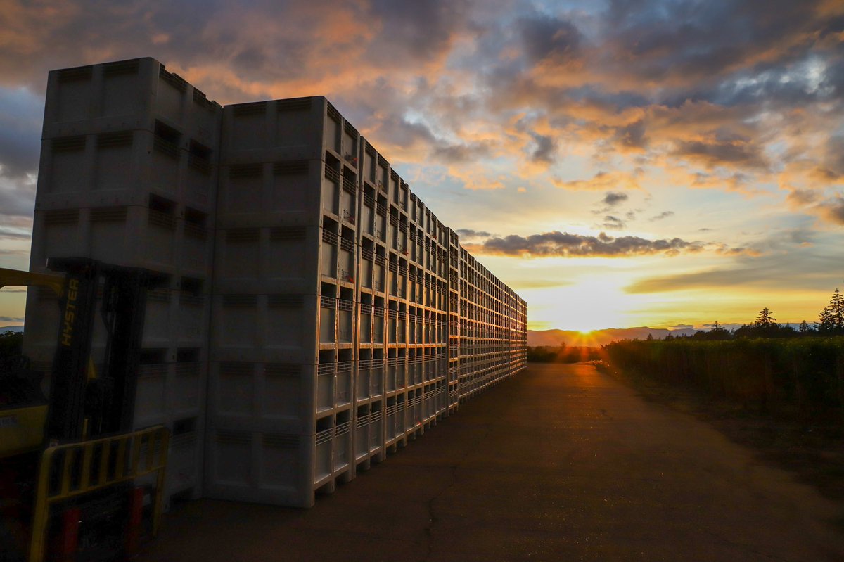 Fruit bins have been dropped and are ready for a busy weekend ahead. 3…2…1…..
#vineyard #winemaking #harvest2022 #wvharvest2022 #letsgo #oregonwine #drinkstoller #dusk #dundeehillsava