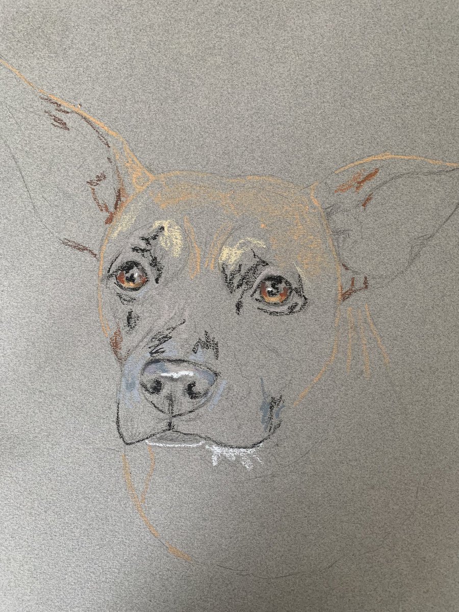 Starting an oil pastel portrait today. This is Nikki. Doesn’t she have great ears? 🥰 #ArtistOnTwitter #oilpastel #animalportrait