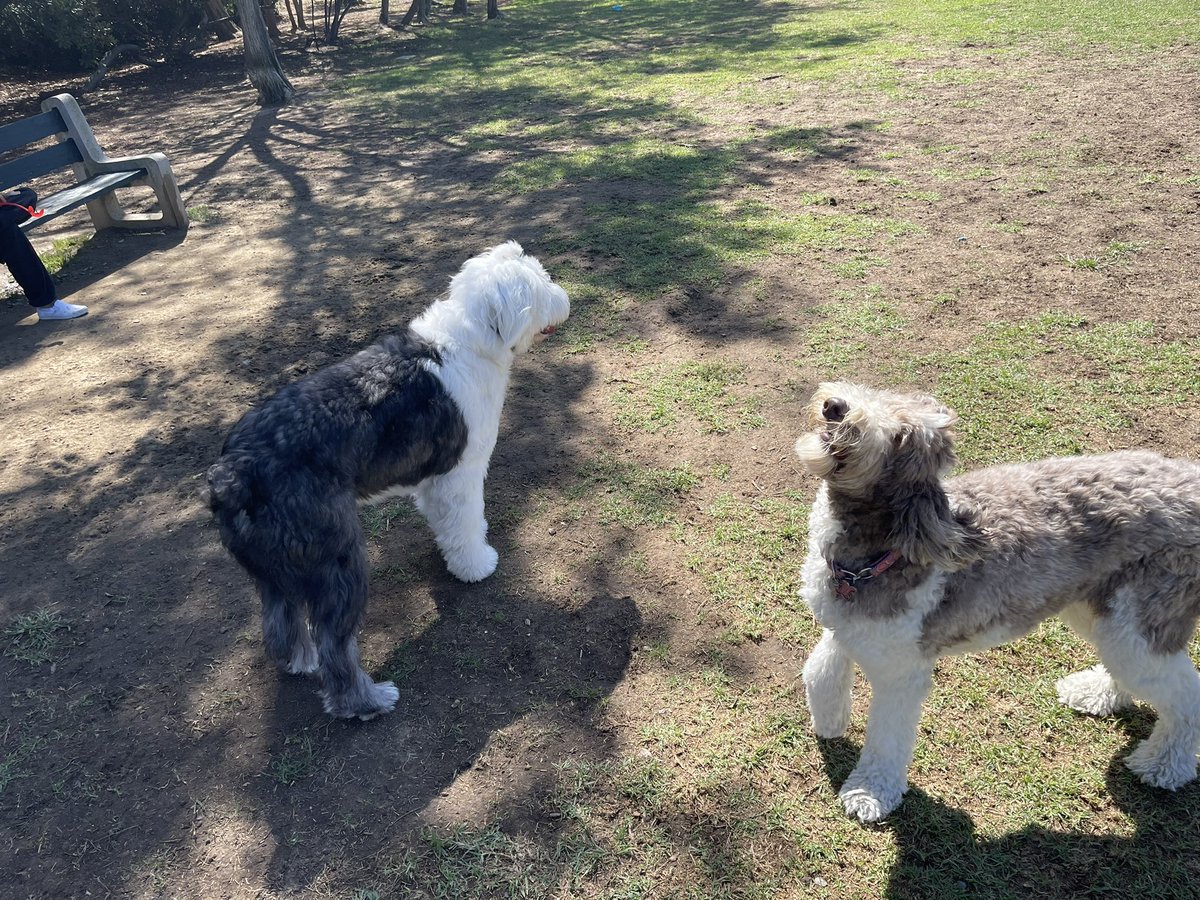 Met my first real Old English Sheepdog today! I think its my cousin! #Dogs #DogsofTwittter #dogsofinstagram #Pets
