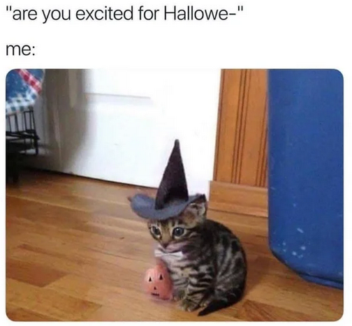 SmallGayCat tweet picture