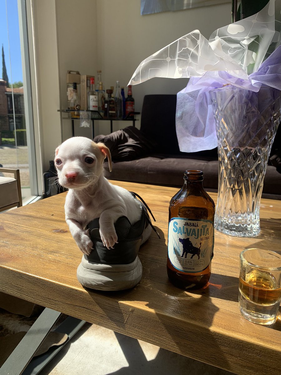 Cuidado, animal salvaje <a href="/PrimusCervecera/">Cervecería Primus</a>