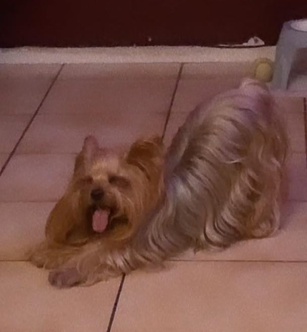 Carolinnaandre's tweet photo. Esta es mi Lunita💕 nos dejo anoche 😓 siempre pensé que sería un momento terrible…pero me negué a qué algún día sucedería! Casi 15 años estuvo con nosotros, la amamos con la vida. Mis hijos (25-28) están devastados y no soy capaz de animarlos 🥹🥹🥹 https://t.co/kN7NxhRcUf