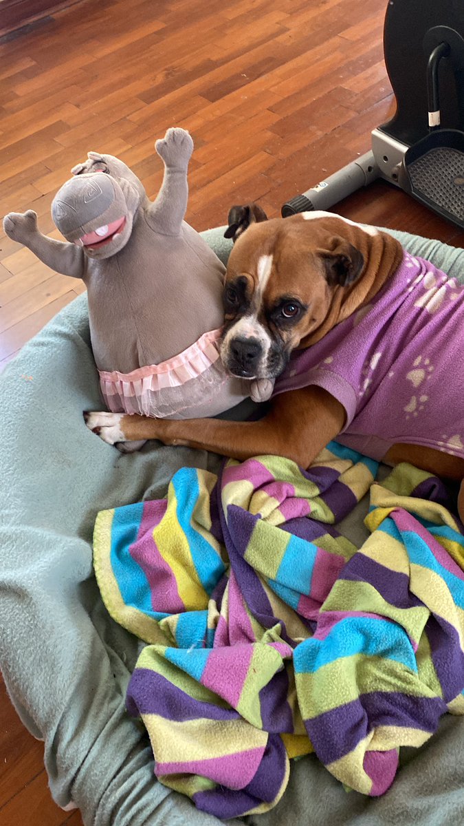 marissajuy's tweet photo. Mi #doggy con su pinky friend 😂 https://t.co/a22a9tEpYa