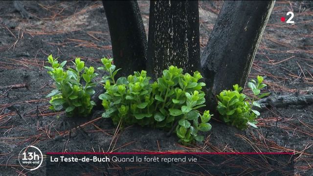 LaurentAlfonso's tweet photo. Incendies 🔥 en #Gironde 🇪🇺 | la forêt🌳🎄 de la Teste-de-Buch reprend vie
https://t.co/rqgJw7Zmwk https://t.co/R9IJzGuG9a