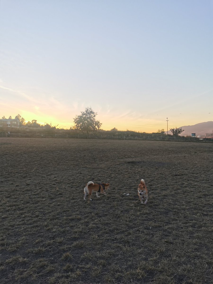 nahooovan's tweet photo. バンクーバー、バーナビー、リッチモンドのDog park色々行ったけどやっぱり１番はNew Brighton park。ゲートでしっかり囲まれてるし、広くて景色も綺麗 https://t.co/6hTqU6lQp8