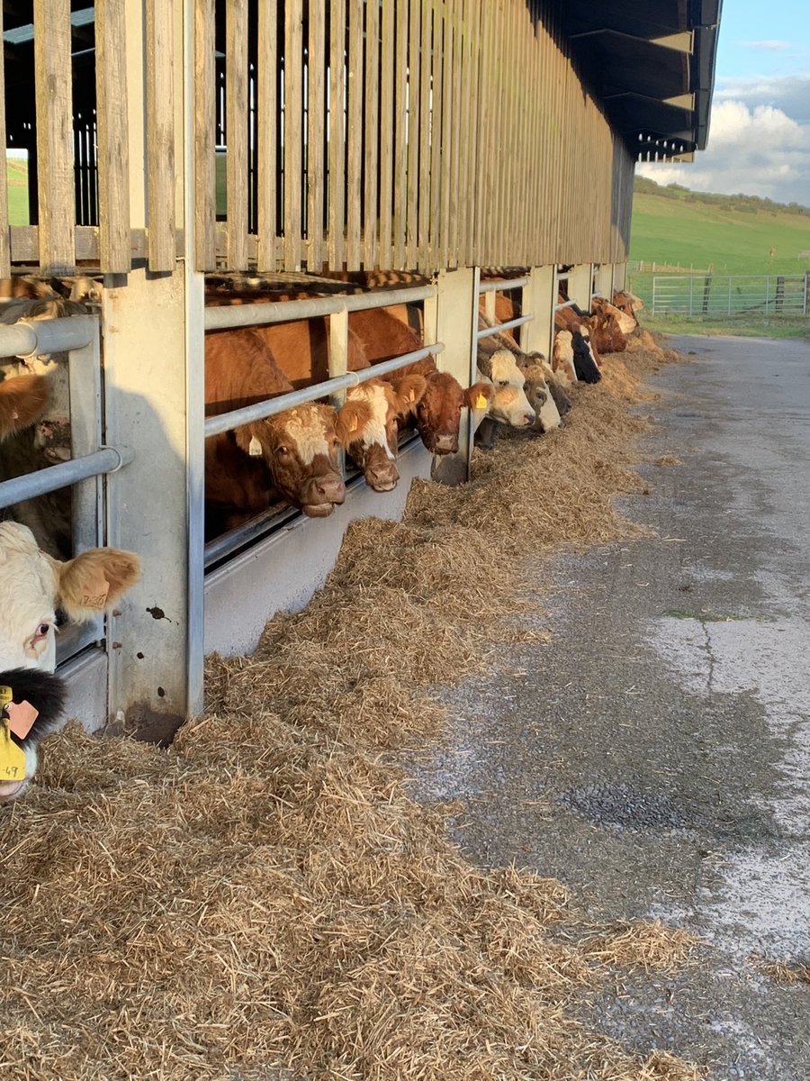 Richard mccornick tweet media