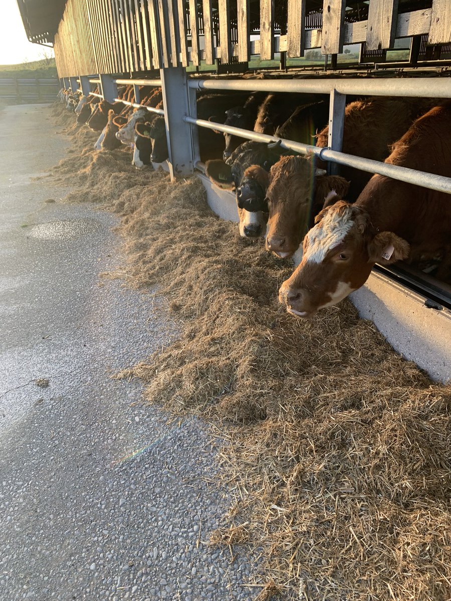 Richard mccornick tweet media