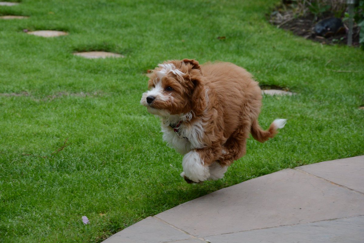 InvisibleElf's tweet image. When you want your puppy to have a poop, but he’s just having too much fun doing zoomies 
#TheoTheCavapoo
#Cavapoo
#dogsoftwitter