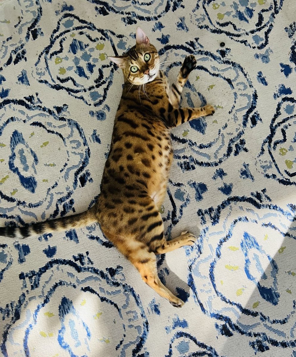 unhealthytruth's tweet photo. I’m supposed to watch his behavior to see if he has a UTI so I’m following a cat around every second of the day. I think he’s annoyed. He’s been through so much with hurricanes and poisonous plants and hospitalization. Poor little baby boy. #Rescue #BangleCat https://t.co/3CDoaUuTjm