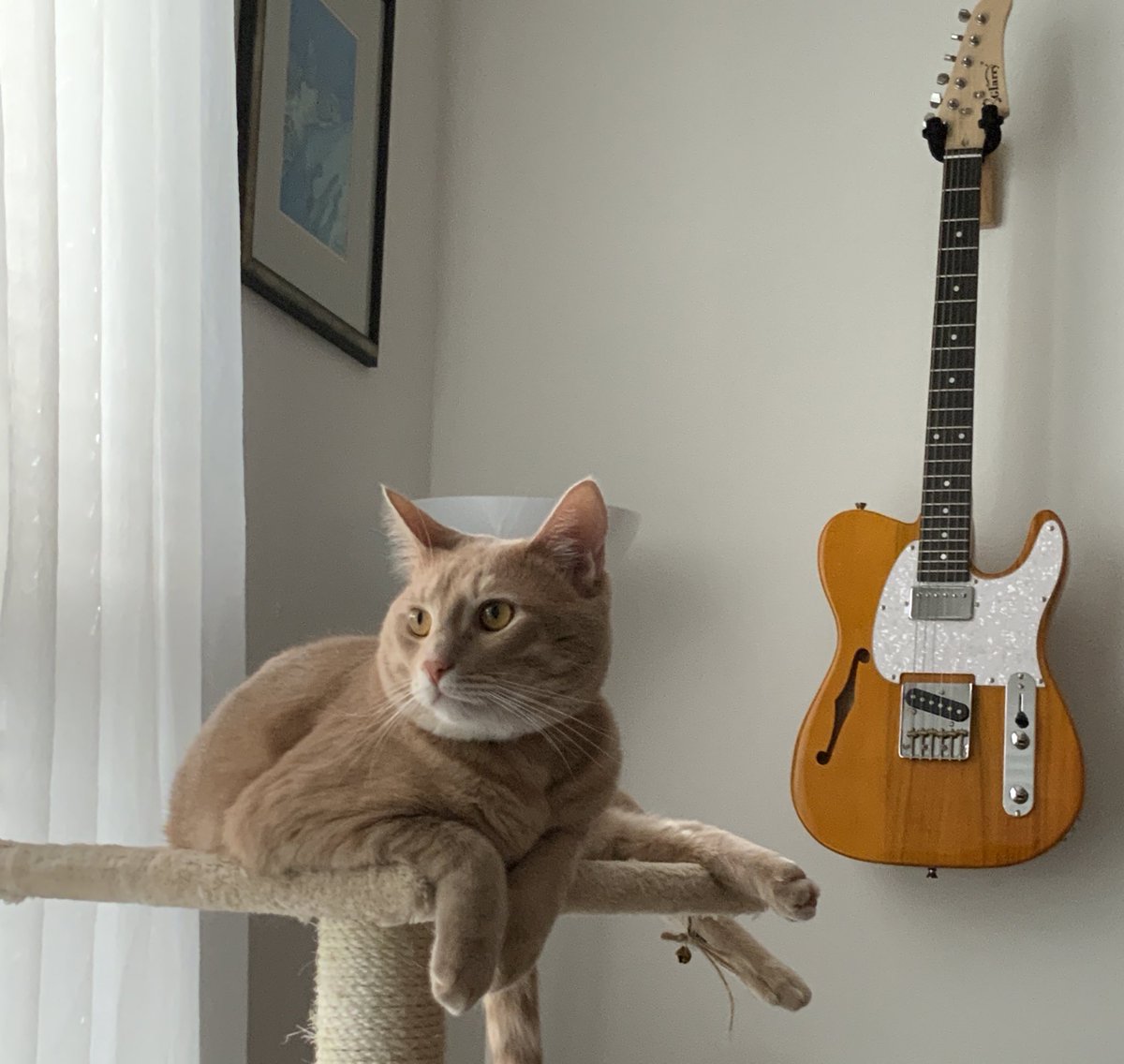 kirby_pov's tweet photo. 🎶Chilling. . .on a #Caturday afternoon🎵
#KirbysPOV #LosGatosDeTwitter #ACatsLife #CatsOnTwitter https://t.co/EKqydSjcmi