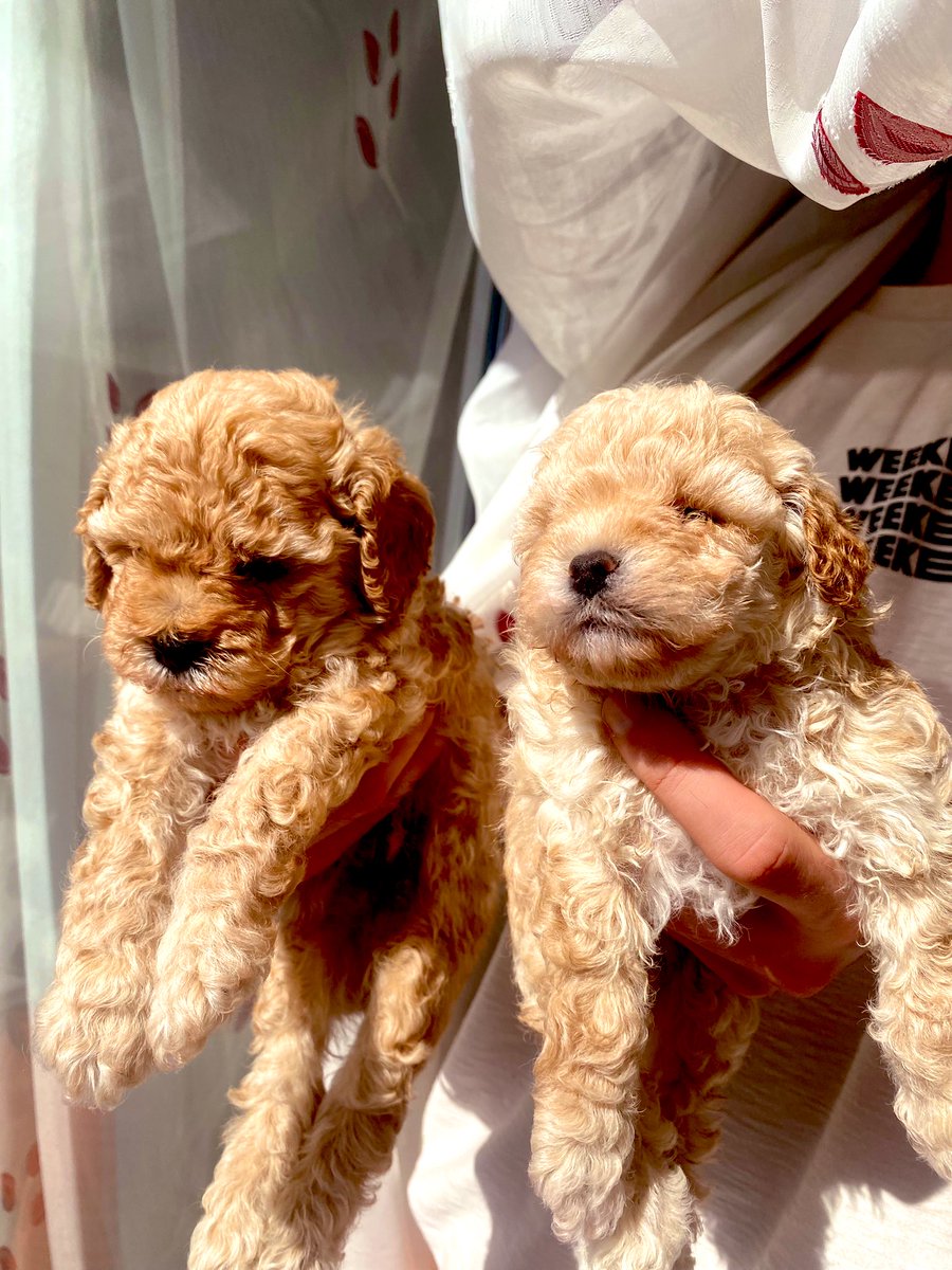 Nuggetlar ve nuggetları tutan bir diğer nugget 🤍