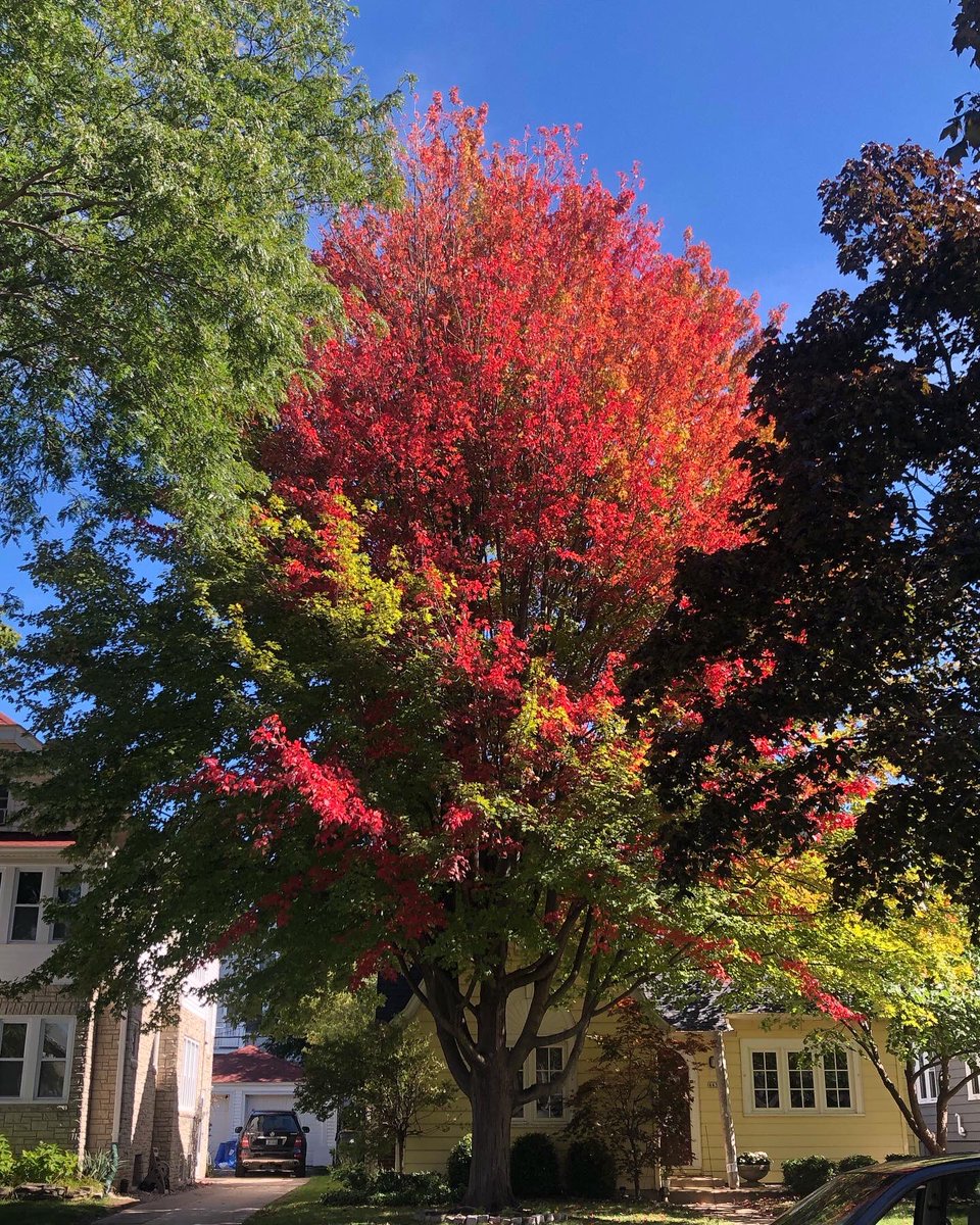 AfraCadaver's tweet photo. @Mark_Baden Came across this beauty on a walk earlier this week. https://t.co/owm7PzHFjK