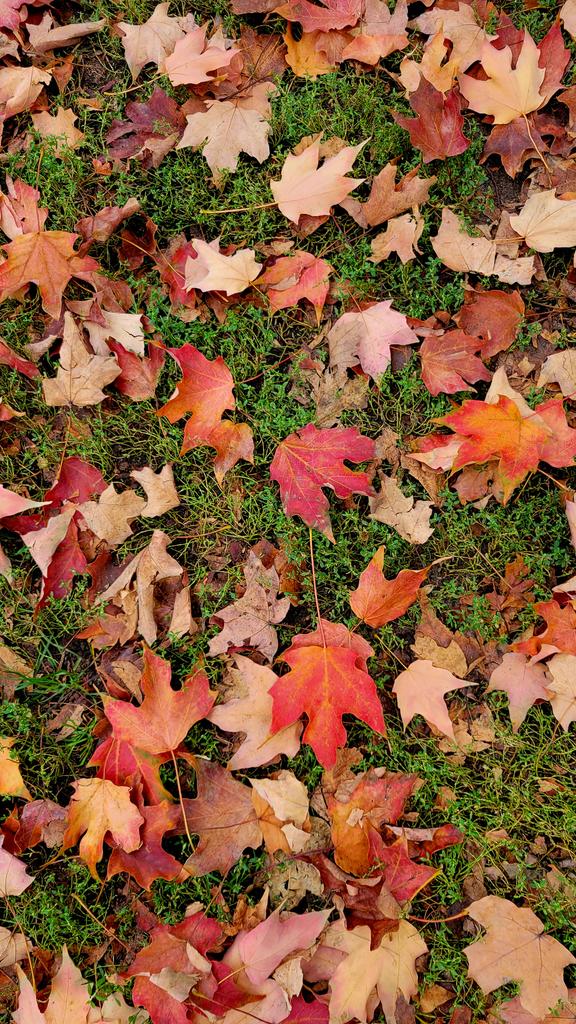 PRproToronto's tweet photo. Fall is here. 🍃 🍂 🍁 https://t.co/tAplVuPBqY
